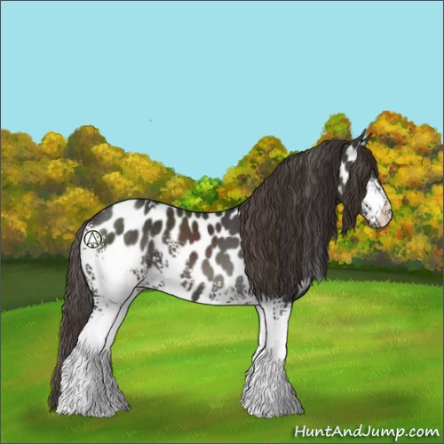 Horse Color:White Spotted Smoky Black Appaloosa 