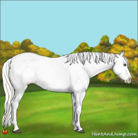 Horse Color:Silver Buckskin Dun Appaloosa