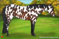Horse Color:Brown Appaloosa 