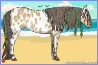 Horse Color:Chocolate Palomino Dun Sabino Appaloosa Rabicano