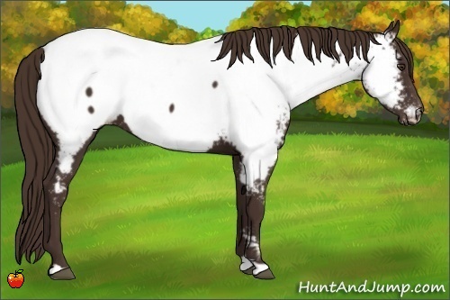 Horse Color:Liver Chestnut Appaloosa 