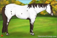 Horse Color:Liver Chestnut Appaloosa