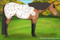 Horse Color:Bay Near Leopard