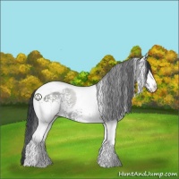 Horse Color:White Spotted Black Tobiano 