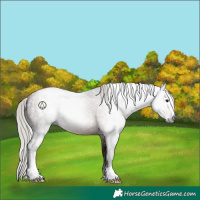 Horse Color:Gray Silver Brown Sabino
