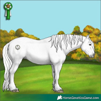 Horse Color:Gray Silver Black Sabino