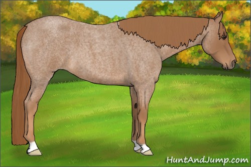 Horse Color:Red Roan