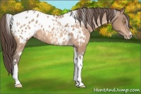 Horse Color:Amber Champagne Sabino Tobiano Appaloosa  and Amber Champagne Sabino Tobiano Appaloosa 