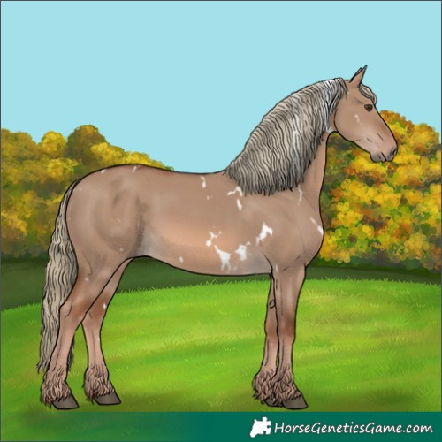 Horse Color:White Spotted Red Dun Mushroom 