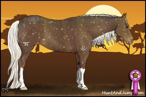 Horse Color:Liver Chestnut Appaloosa