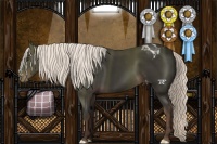 Horse Color:Liver Chestnut Mushroom Appaloosa 