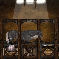 Horse Color:Liver Chestnut Mushroom Appaloosa 