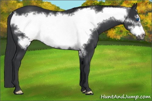 Horse Color:Black Frame