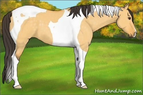 Horse Color:Buckskin Dun Tobiano 