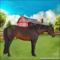 Horse Color:Brown 