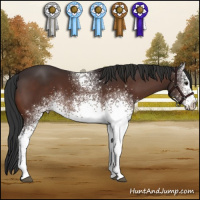 Horse Color:White Spotted Brown 
