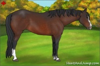 Horse Color:Brown Sabino