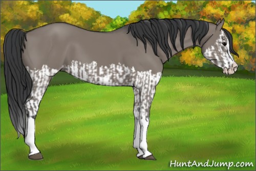 Horse Color:Grullo Sabino Splash  and Grullo Sabino Splash 