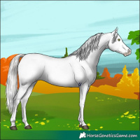 Horse Color:White Spotted Silver Brown Ice Appaloosa 