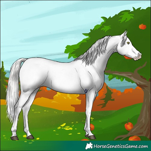 Horse Color:White Spotted Silver Brown Ice Snowflake Varnish