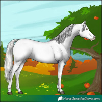 Horse Color:White Spotted Silver Brown Ice Appaloosa 