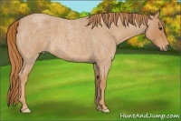 Horse Color:Red Roan 