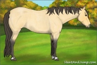 Horse Color:Buckskin Roan 