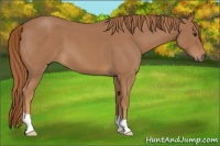 Horse Color:Red Roan