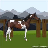 Horse Color:Brown Tobiano 
