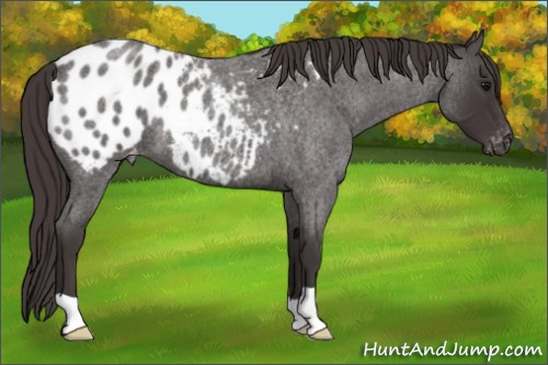 Horse Color:Smoky Blue Roan Appaloosa 
