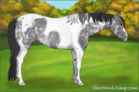 Horse Color:Black Ice Tobiano Rabicano