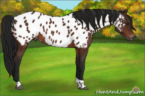 Horse Color:Gray Bay Tobiano Appaloosa 