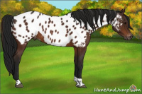 Horse Color:Gray Bay Tobiano Appaloosa 