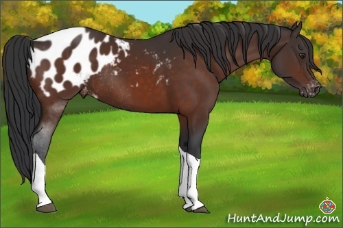 Horse Color:Brown Tobiano Appaloosa Rabicano 