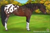 Horse Color:Brown Tobiano Appaloosa Rabicano 