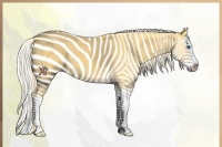 Horse Color:Palomino Splash 