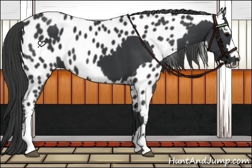Horse Color:Black  and Black Appaloosa 