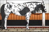 Horse Color:Black  and Black Appaloosa 