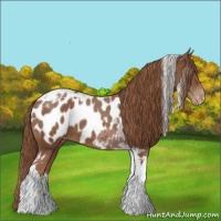 Horse Color:Chestnut Tobiano Appaloosa 
