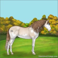 Horse Color:Liver Red Dun Pearl Splash