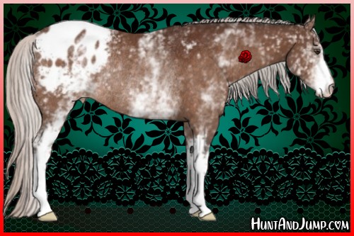 Horse Color:White Spotted Silver Brown Varnish Rabicano 