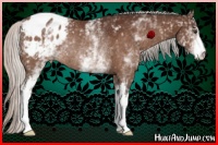 Horse Color:White Spotted Silver Brown Appaloosa Rabicano