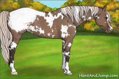 Horse Color:White Spotted Silver Brown Dun Sabino Appaloosa 