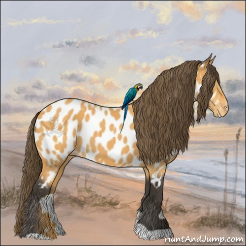 Horse Color:Buckskin Appaloosa 