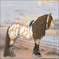 Horse Color:Buckskin Appaloosa 