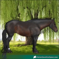 Horse Color:Brown 