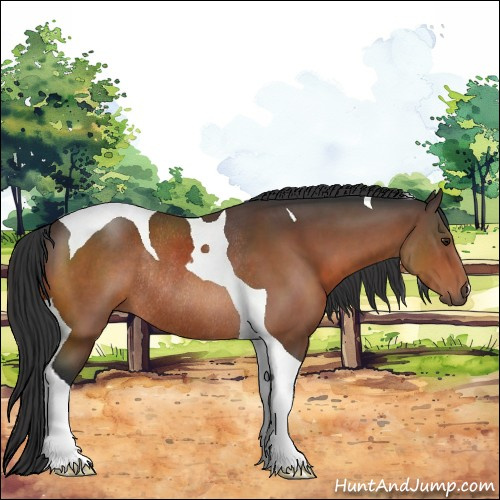 Horse Color:Brown Tobiano Rabicano 