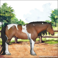 Horse Color:Brown Tobiano Rabicano 