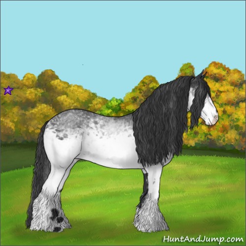Horse Color:White Spotted Blue Roan 