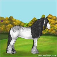 Horse Color:White Spotted Blue Roan 